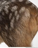 animal skin doe fur 0016